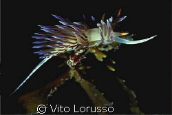 Nudibranchs - Cratena peregrina by Vito Lorusso 